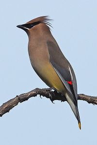 Cedar Waxwing.jpg