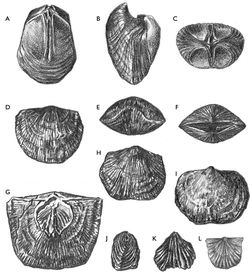 Brachiopod.jpeg