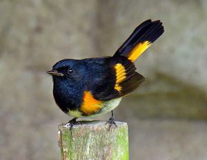 American redstart.jpg