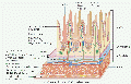 Thumbnail for version as of 06:50, 24 March 2012