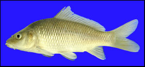 Common carp.jpeg