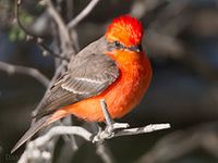 Vermilion Flycatcher.jpg