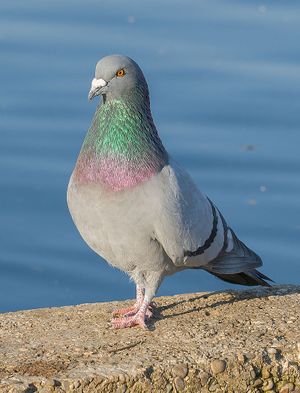 Rock Pigeon.jpg