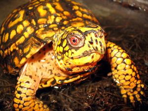 Eastern Box Turtle.jpg