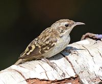 Brown creeper.jpg