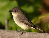 Eastern Phoebe.jpg