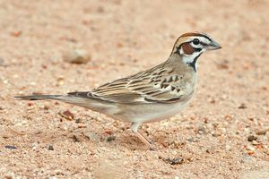 Lark sparrow.jpg