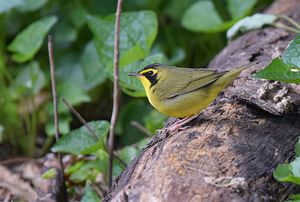 Kentucky Warbler.jpg