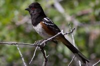 Spotted towhee.jpg