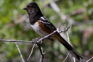 Spotted towhee.jpg