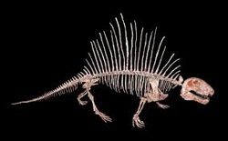 Dimetrodon.jpeg