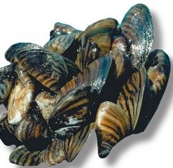 Zebra mussel.jpeg