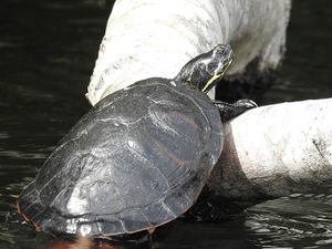 Northern red-bellied cooter.jpg