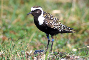 American Golden-Plover.jpeg