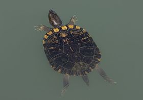 Trachemys scripta.jpg