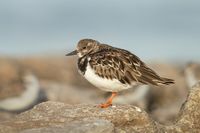 Ruddy Turnstone.jpg