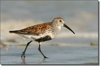 Dunlin.jpg