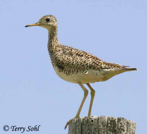 Upland Sandpiper.jpg