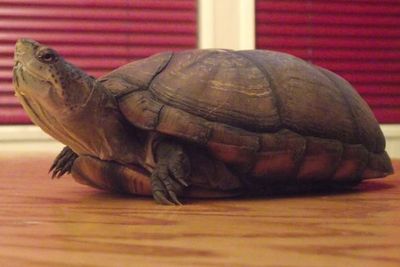 Sonoran Mud Turtle.jpg