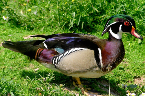 Wood duck.jpg