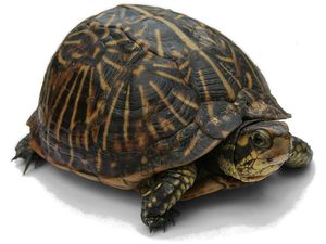 Florida Box Turtle.jpg