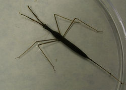 Water Scorpion.jpg