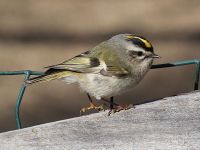 Golden crowned kinglet.jpg