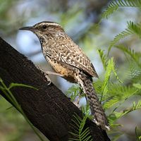 Cactus wren.jpg