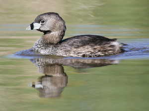 Pb grebe.jpeg