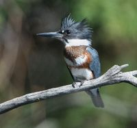 BeltedKingfisher.jpeg