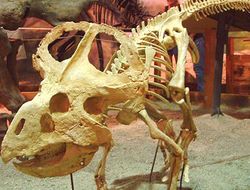 Protoceratops.jpg