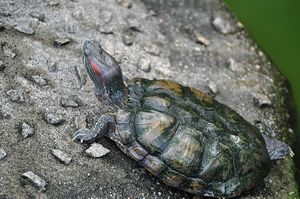 Red-eared slider.jpg