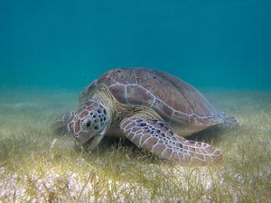 Green sea turtle.jpg