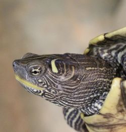 False map turtle.jpg