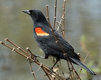 Red-winged blackbird.jpg