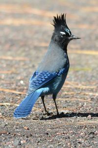 Steller's Jay.jpg